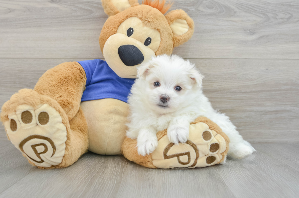 8 week old Maltipom Puppy For Sale - Lone Star Pups