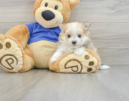 7 week old Maltipom Puppy For Sale - Lone Star Pups