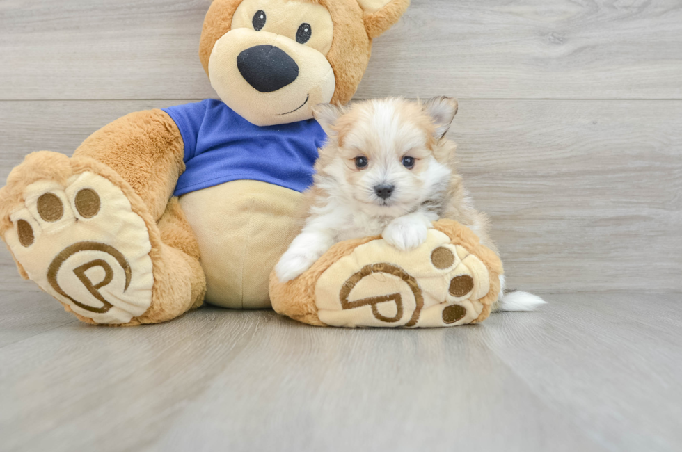 8 week old Maltipom Puppy For Sale - Lone Star Pups