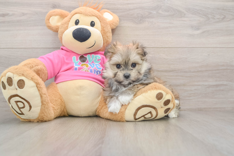 Funny Maltipom Designer Pup