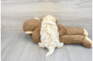 Petite Maltipoo Poodle Mix Pup
