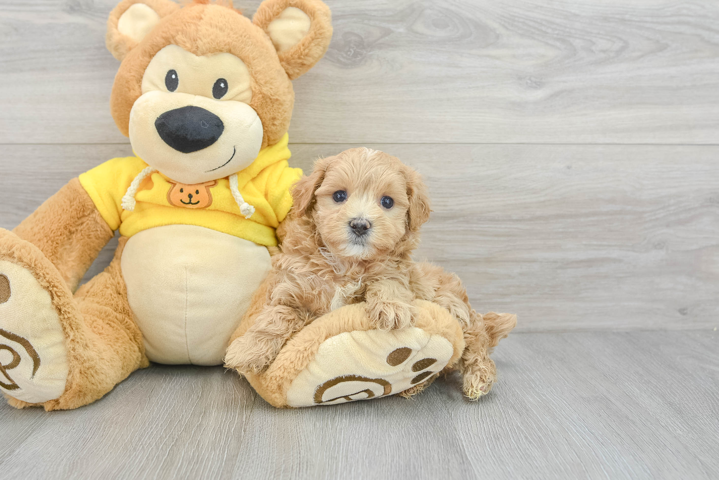Maltipoo Pup Being Cute