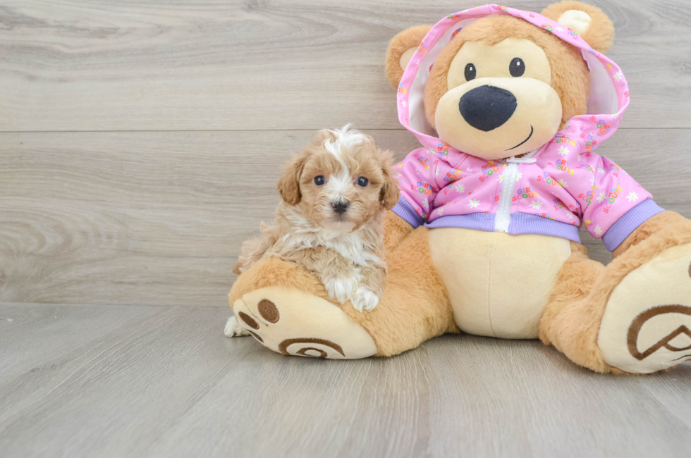 5 week old Maltipoo Puppy For Sale - Lone Star Pups