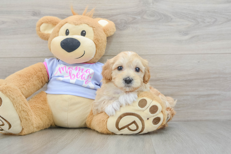 Maltipoo Pup Being Cute