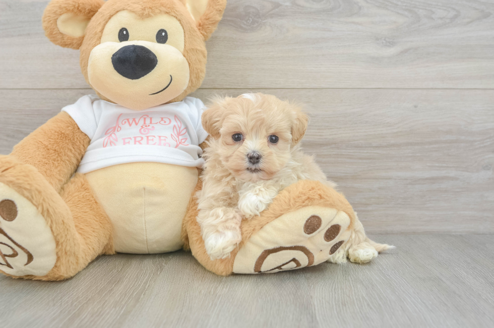 6 week old Maltipoo Puppy For Sale - Lone Star Pups
