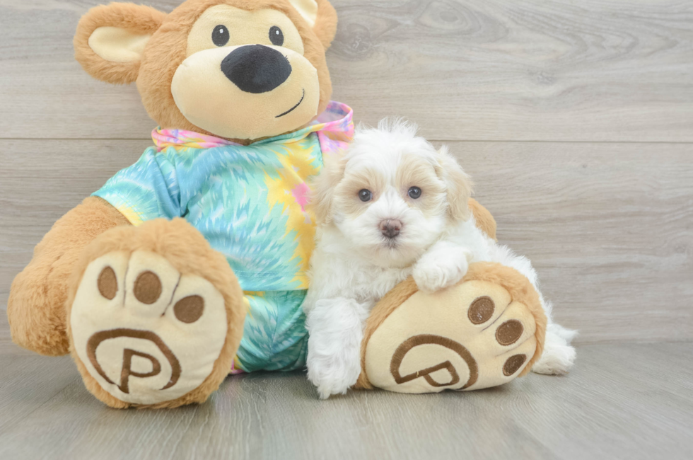 5 week old Maltipoo Puppy For Sale - Lone Star Pups