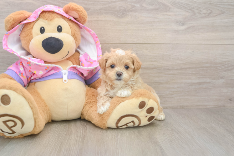 Maltipoo Pup Being Cute