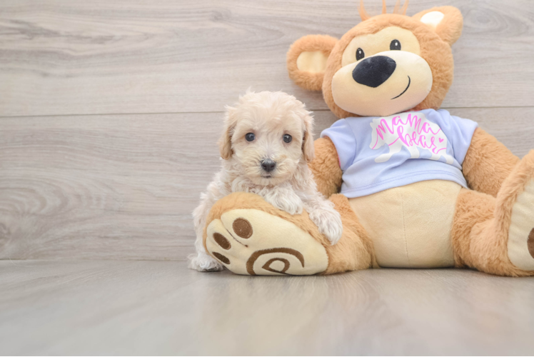 Energetic Moodle Poodle Mix Puppy