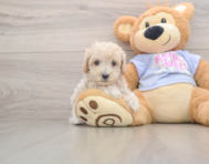 8 week old Maltipoo Puppy For Sale - Lone Star Pups