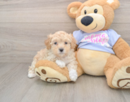 9 week old Maltipoo Puppy For Sale - Lone Star Pups