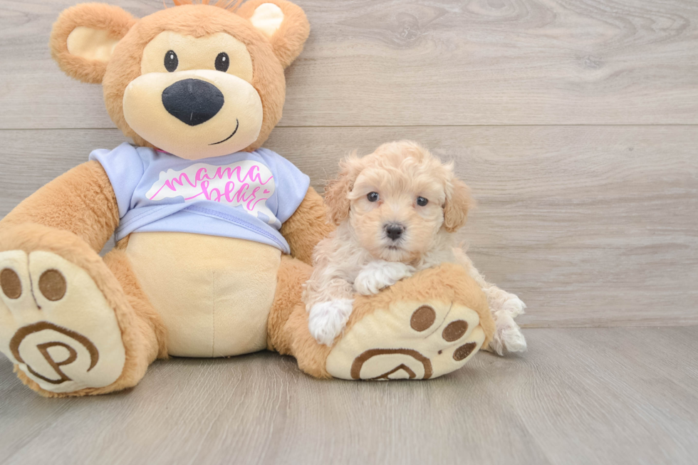 Small Maltipoo Baby