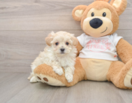 8 week old Maltipoo Puppy For Sale - Lone Star Pups