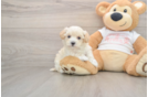 Sweet Maltipoo Baby