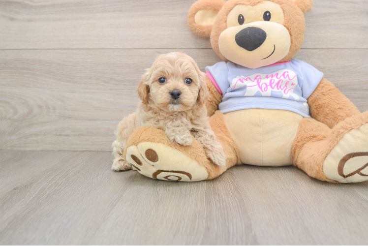 Maltipoo Pup Being Cute