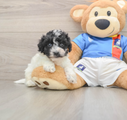 6 week old Maltipoo Puppy For Sale - Lone Star Pups