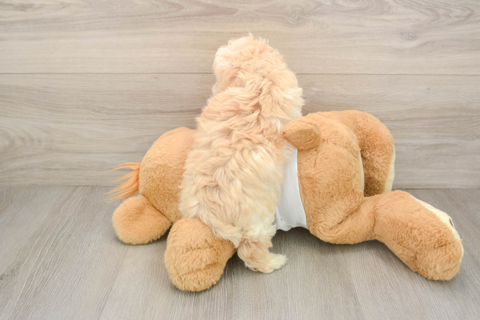 Small Maltipoo Baby