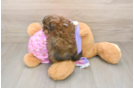 Sweet Maltipoo Baby