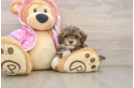 Hypoallergenic Multipoo Poodle Mix Puppy