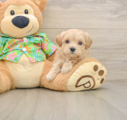 8 week old Maltipoo Puppy For Sale - Lone Star Pups