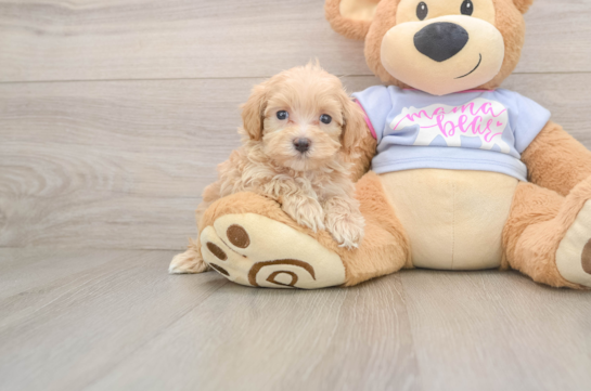 Funny Maltipoo Poodle Mix Pup