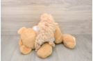 Best Maltipoo Baby