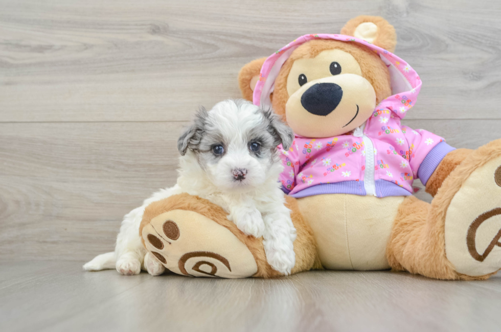 6 week old Maltipoo Puppy For Sale - Lone Star Pups