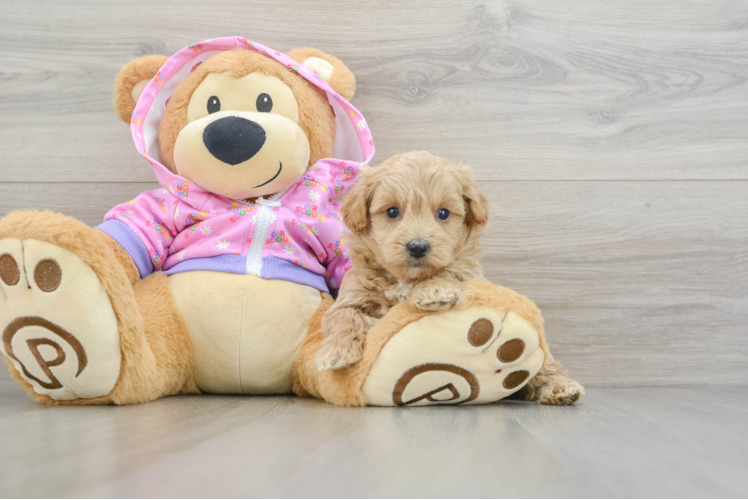 Small Maltipoo Baby