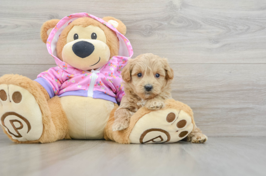 Small Maltipoo Baby