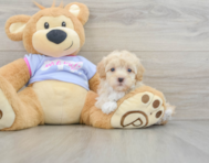 8 week old Maltipoo Puppy For Sale - Lone Star Pups