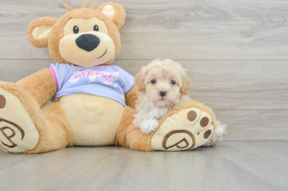 7 week old Maltipoo Puppy For Sale - Lone Star Pups