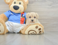 8 week old Maltipoo Puppy For Sale - Lone Star Pups
