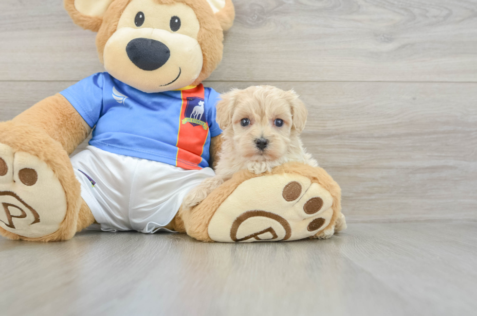 5 week old Maltipoo Puppy For Sale - Lone Star Pups