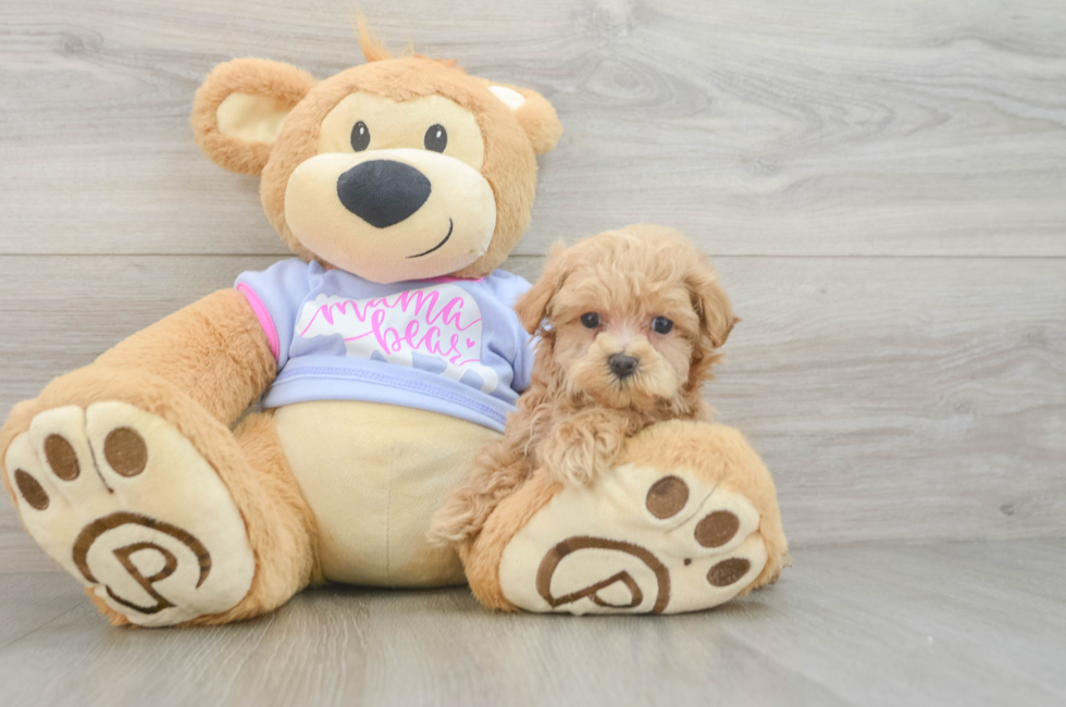 5 week old Maltipoo Puppy For Sale - Lone Star Pups