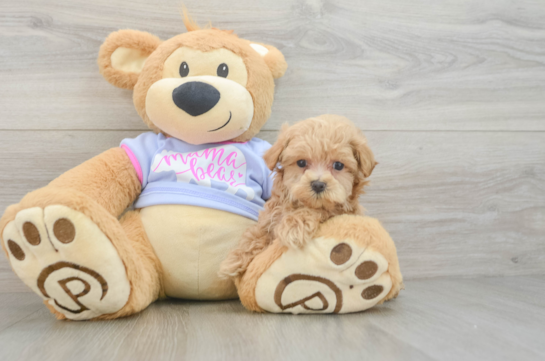 Maltipoo Puppy for Adoption