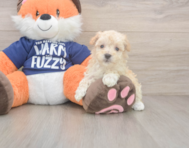 8 week old Maltipoo Puppy For Sale - Lone Star Pups
