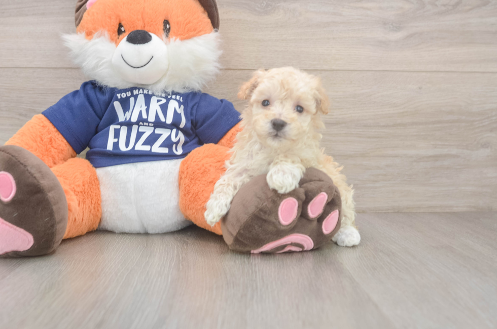 7 week old Maltipoo Puppy For Sale - Lone Star Pups