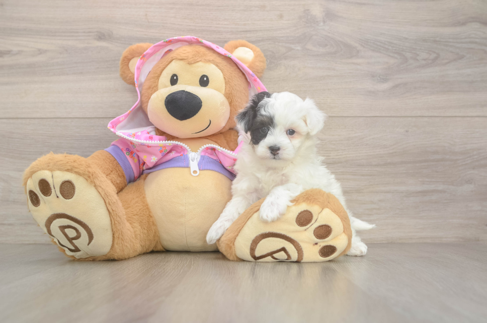 5 week old Maltipoo Puppy For Sale - Lone Star Pups