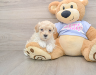 9 week old Maltipoo Puppy For Sale - Lone Star Pups