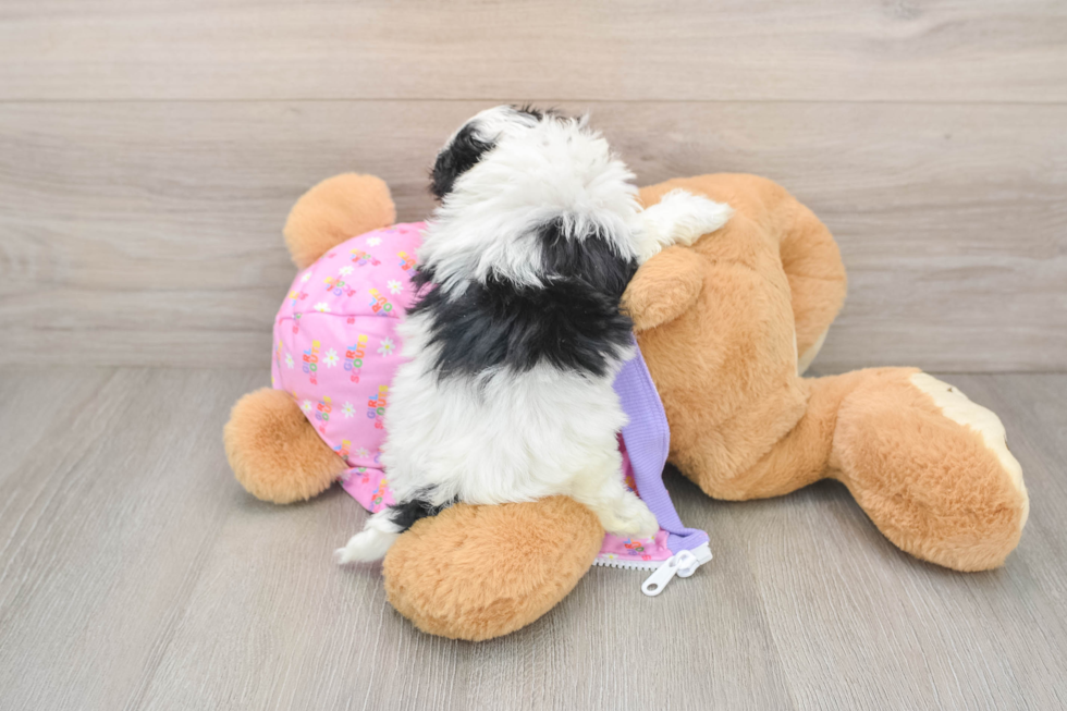 Adorable Maltese Poodle Poodle Mix Puppy