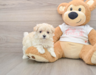 8 week old Maltipoo Puppy For Sale - Lone Star Pups
