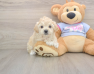 7 week old Maltipoo Puppy For Sale - Lone Star Pups