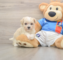 6 week old Maltipoo Puppy For Sale - Lone Star Pups