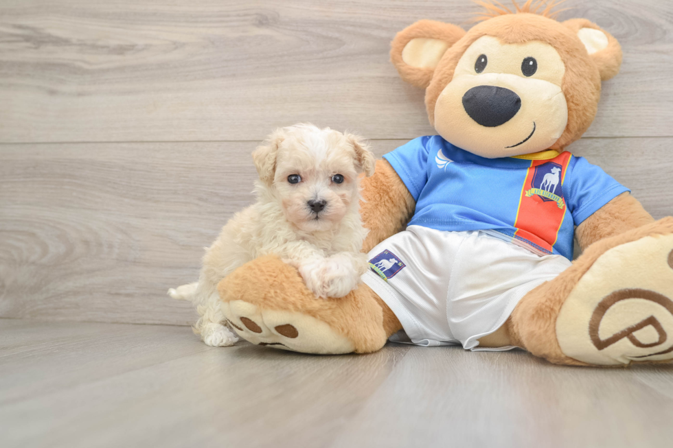 Maltipoo Pup Being Cute