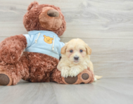 8 week old Maltipoo Puppy For Sale - Lone Star Pups