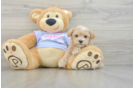 Maltipoo Puppy for Adoption