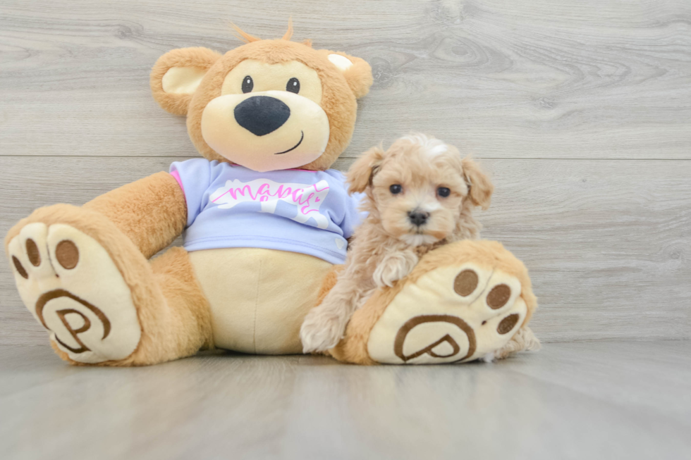 Maltipoo Puppy for Adoption