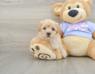 8 week old Maltipoo Puppy For Sale - Lone Star Pups