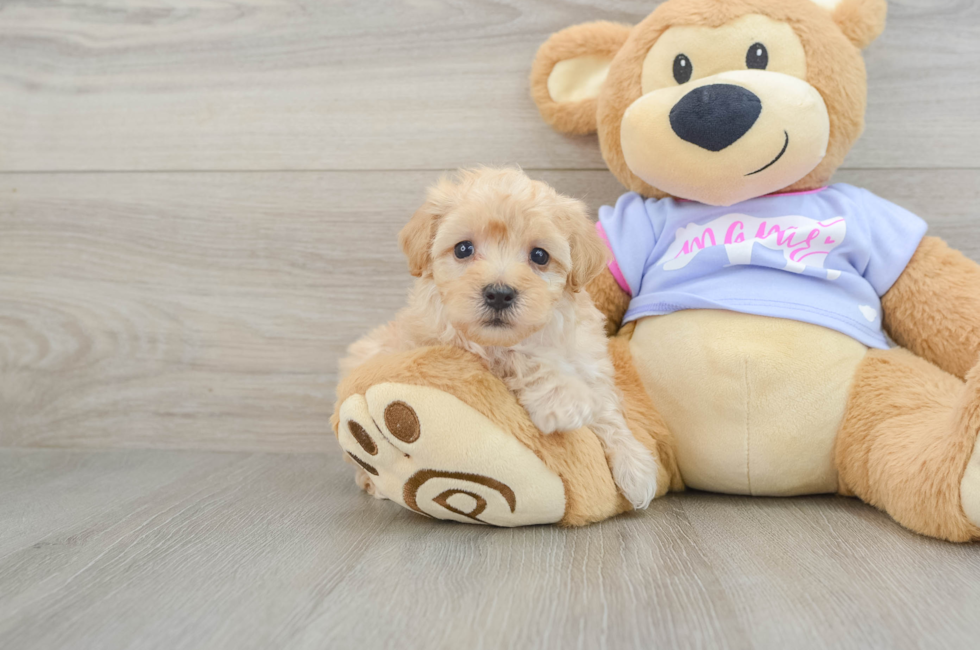 7 week old Maltipoo Puppy For Sale - Lone Star Pups