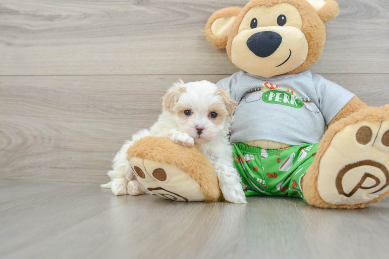 Meet Alfredo - our Maltipoo Puppy Photo 1/3 - Lone Star Pups