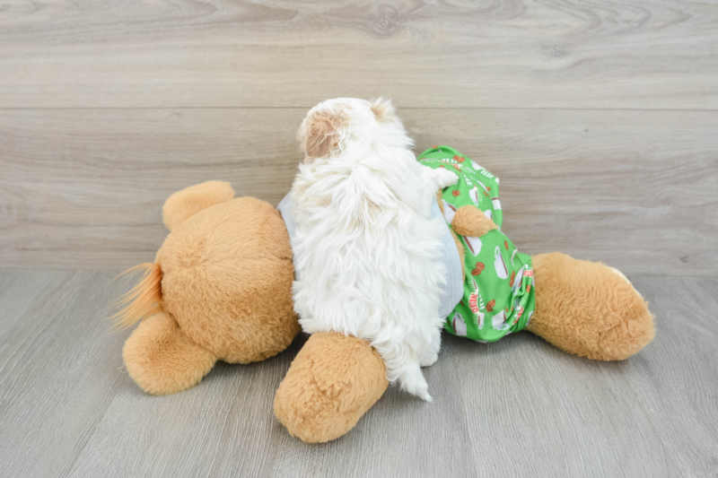 Meet Alfredo - our Maltipoo Puppy Photo 2/3 - Lone Star Pups